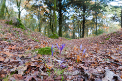 Crocus serotinus