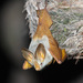 Yellow-winged Bat - Photo (c) Oleg Chernyshov, some rights reserved (CC BY), uploaded by Oleg Chernyshov