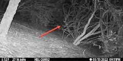 Glaucidium gnoma