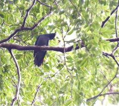 Lalage fimbriata