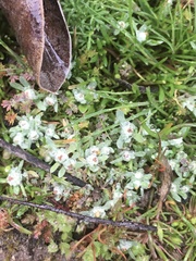 Psilocarphus brevissimus