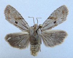 Lithophane patefacta