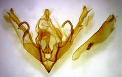 Lithophane patefacta