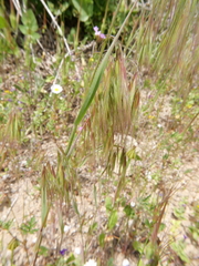 Avena sterilis