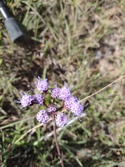 Chromolaena squarrulosa