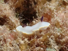 Ardeadoris scottjohnsoni