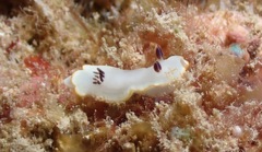 Ardeadoris scottjohnsoni