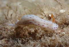 Chromodoris aspersa