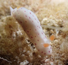 Chromodoris aspersa