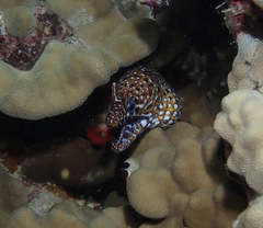 Enchelycore pardalis