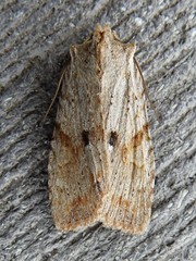 Lithophane patefacta