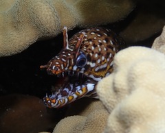 Enchelycore pardalis