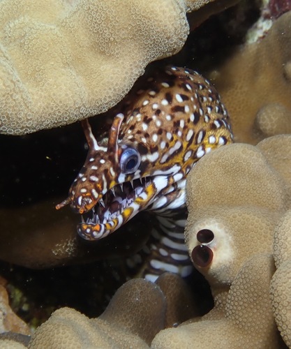 Dragon moray (Enchelycore pardalis) — Muraenidae — 4