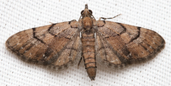 Eupithecia peckorum