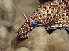 Enchelycore pardalis