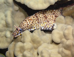 Enchelycore pardalis
