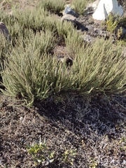 Cheilanthes micropteris