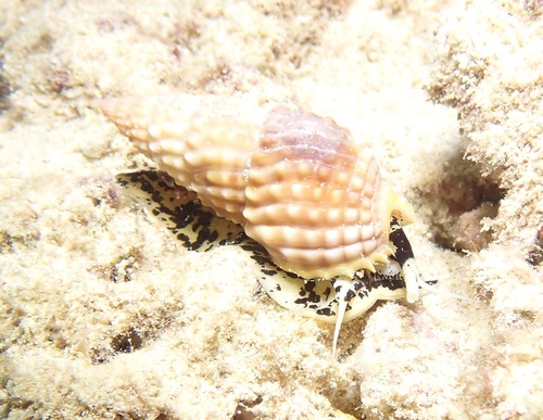 Nassarius observed 2022-03-18