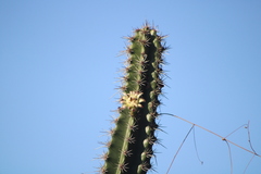 Trigona fulviventris