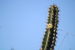 Trigona fulviventris