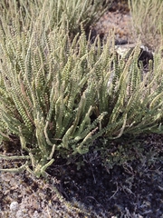 Cheilanthes micropteris