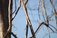 Urosaurus bicarinatus