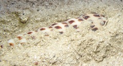Terebra achates