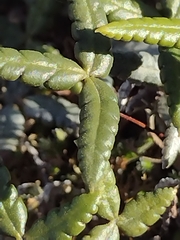 Doryopteris triphylla