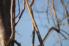 Urosaurus bicarinatus