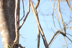 Urosaurus bicarinatus