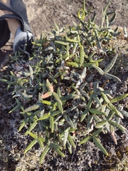 Doryopteris triphylla