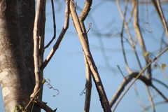 Urosaurus bicarinatus