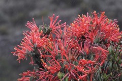 Tristerix verticillatus