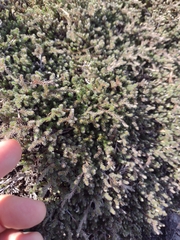 Selaginella sellowii