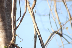 Urosaurus bicarinatus