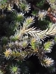 Selaginella sellowii