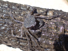 Amarinus laevis