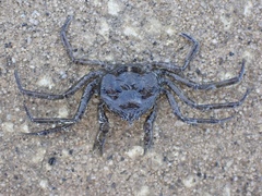 Amarinus laevis