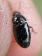 Amara familiaris