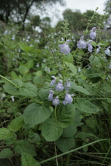 Salvia cardiophylla