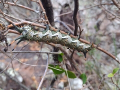 Citheronia brissotii