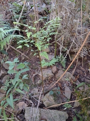 Rumohra adiantiformis