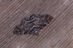 Kakopoda violascens