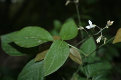 Desmodium affine