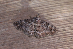 Kakopoda violascens
