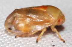 Clastoptera testacea