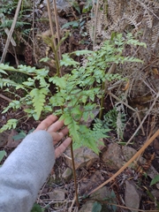 Rumohra adiantiformis