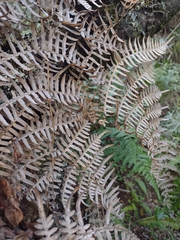 Rumohra adiantiformis