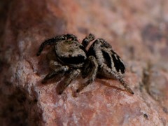 Habronattus coecatus