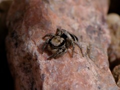 Habronattus coecatus